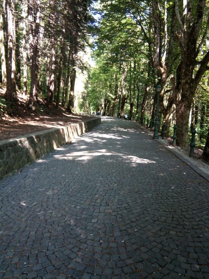 Apartament Apartamentul Brandusa Sinaia